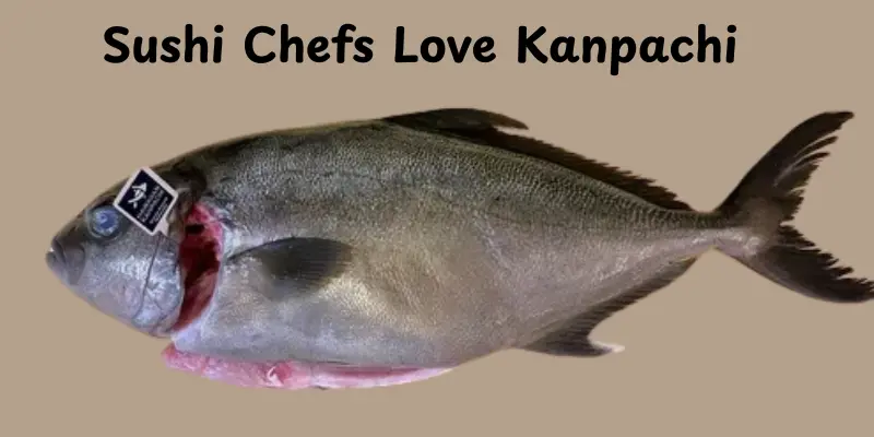 Sushi Chefs Love Kanpachi
