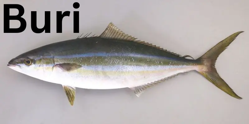 What Is Buri?